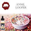 Anml looper